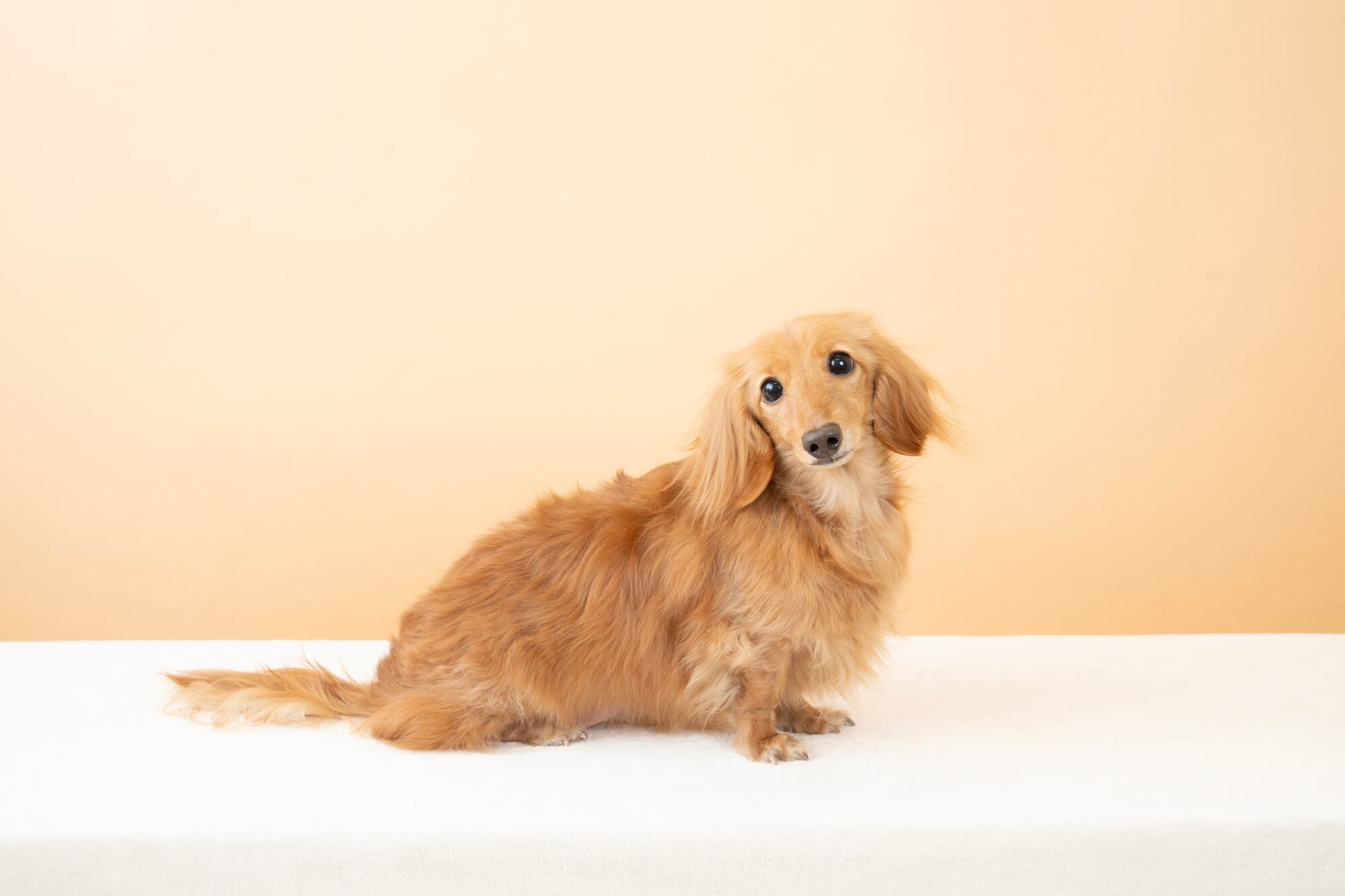 ミニチュアダックスの性格とは？特徴や飼い方など徹底解説